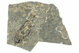 Oligocene Fossil Percoid Fish (Oligoserranoides) - Poland #320646-1